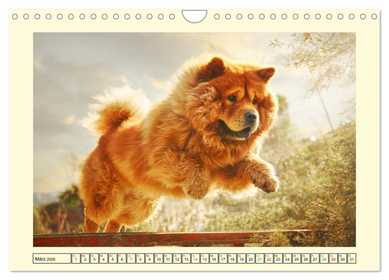 Bild: 9783457942451 | Chow Chow Momente. Fellpoesie aus dem Reich der Mitte (Wandkalender...