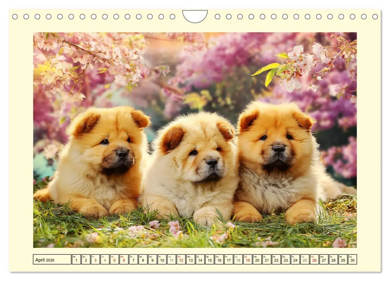 Bild: 9783457942451 | Chow Chow Momente. Fellpoesie aus dem Reich der Mitte (Wandkalender...
