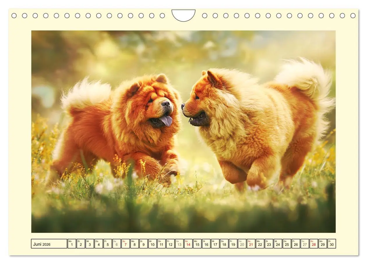 Bild: 9783457942451 | Chow Chow Momente. Fellpoesie aus dem Reich der Mitte (Wandkalender...