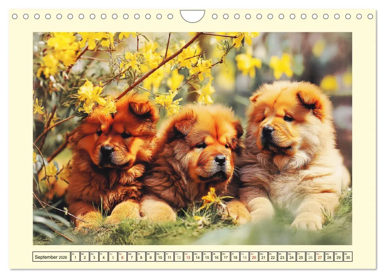 Bild: 9783457942451 | Chow Chow Momente. Fellpoesie aus dem Reich der Mitte (Wandkalender...