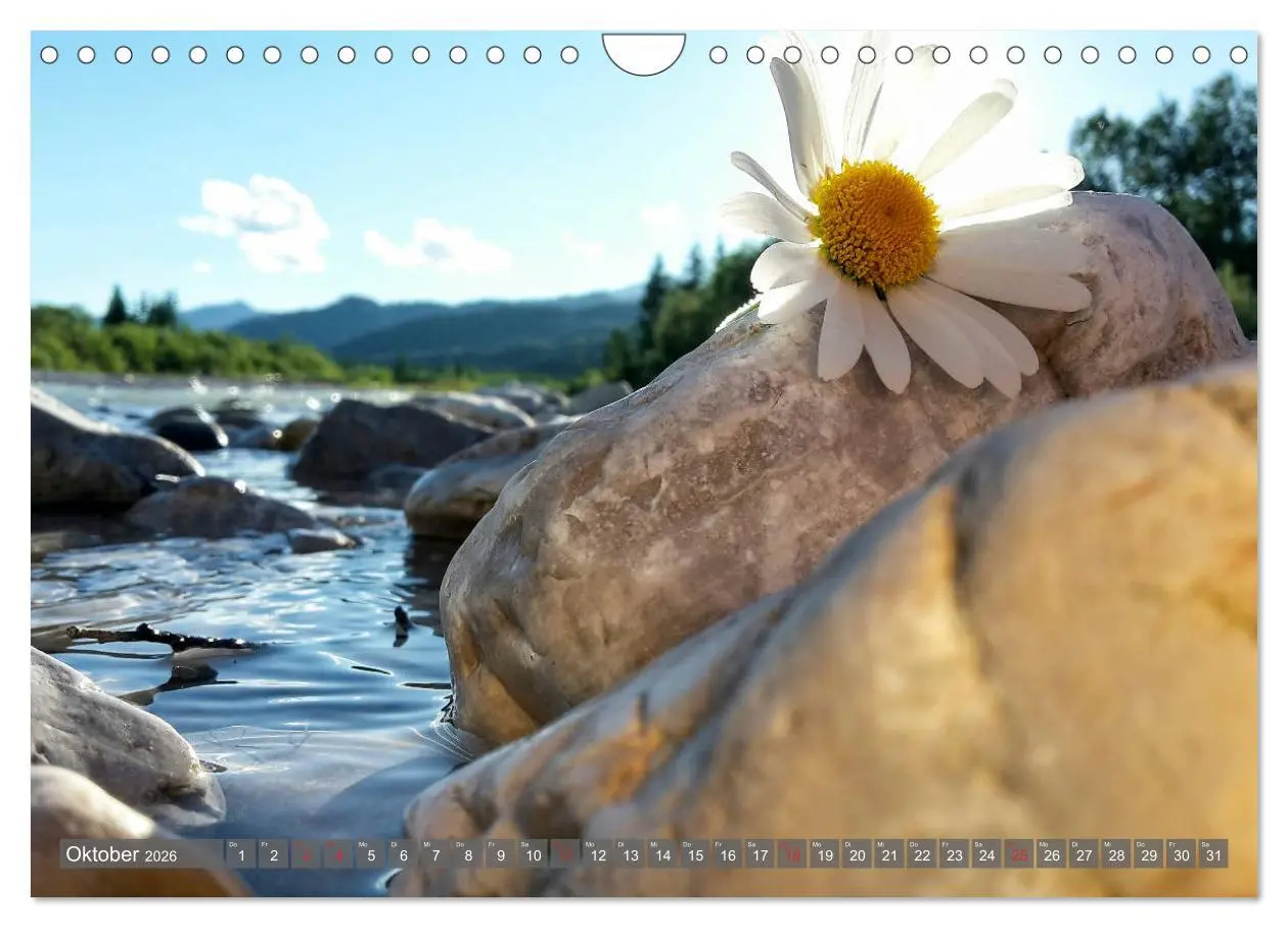 Bild: 9783457932551 | Flora der Alpen (Wandkalender 2026 DIN A4 quer), CALVENDO...