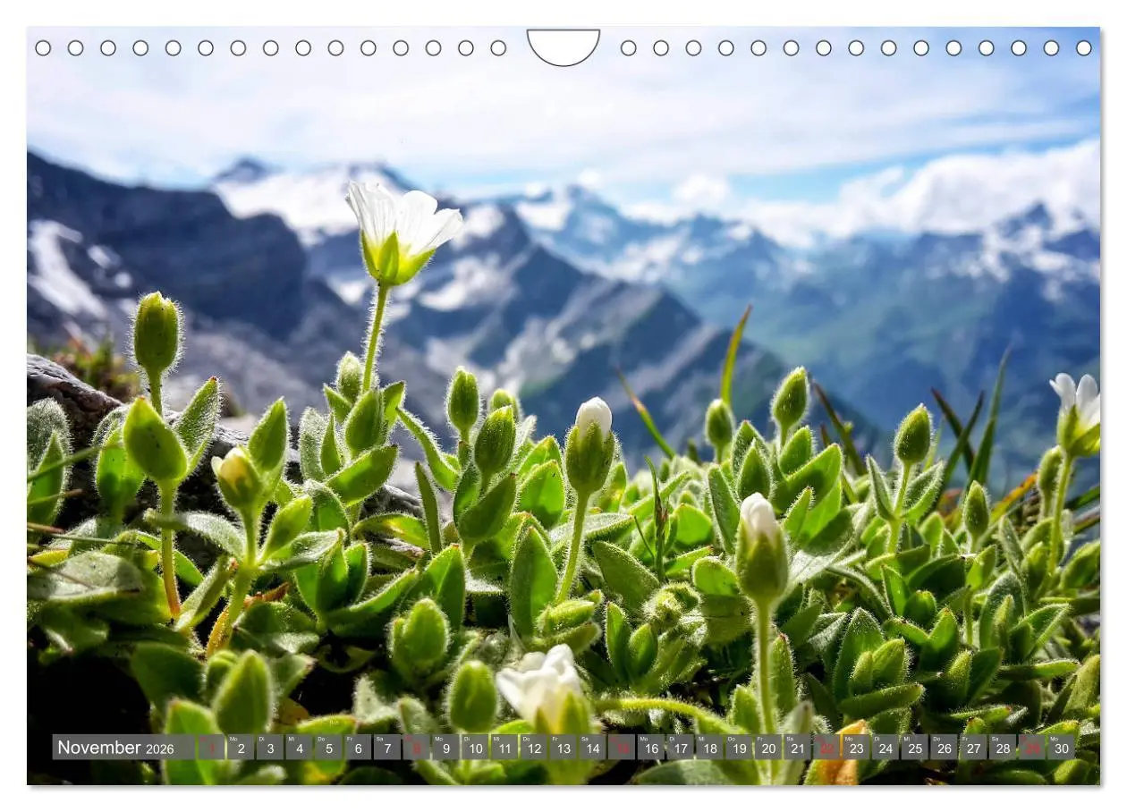 Bild: 9783457932551 | Flora der Alpen (Wandkalender 2026 DIN A4 quer), CALVENDO...