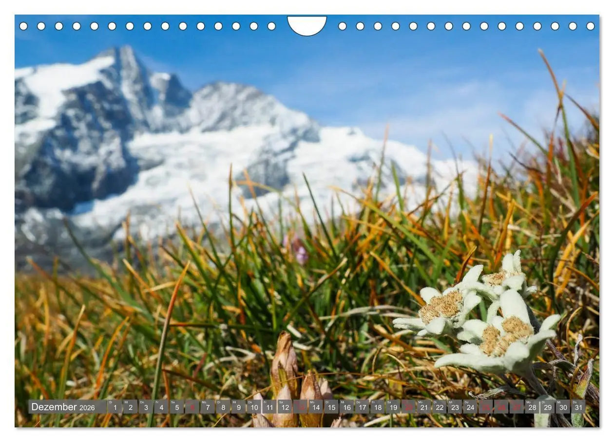 Bild: 9783457932551 | Flora der Alpen (Wandkalender 2026 DIN A4 quer), CALVENDO...