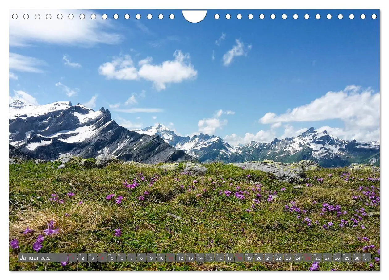 Bild: 9783457932551 | Flora der Alpen (Wandkalender 2026 DIN A4 quer), CALVENDO...