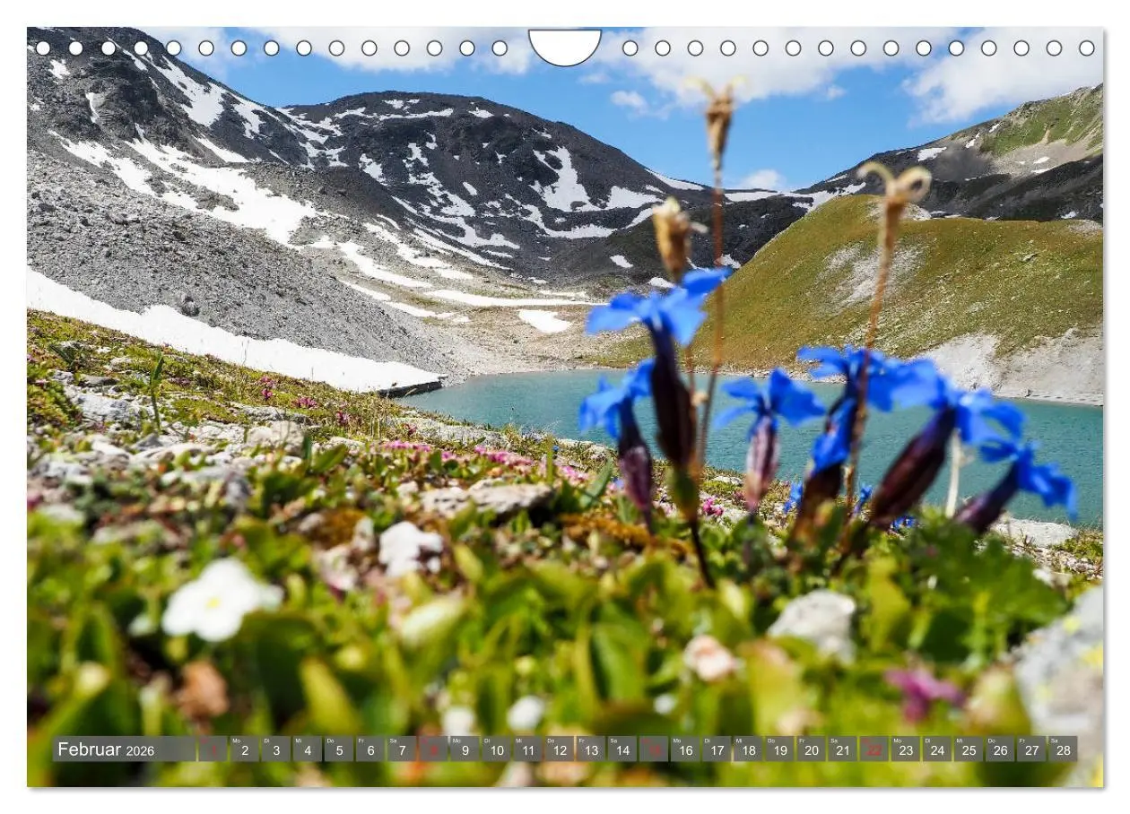 Bild: 9783457932551 | Flora der Alpen (Wandkalender 2026 DIN A4 quer), CALVENDO...