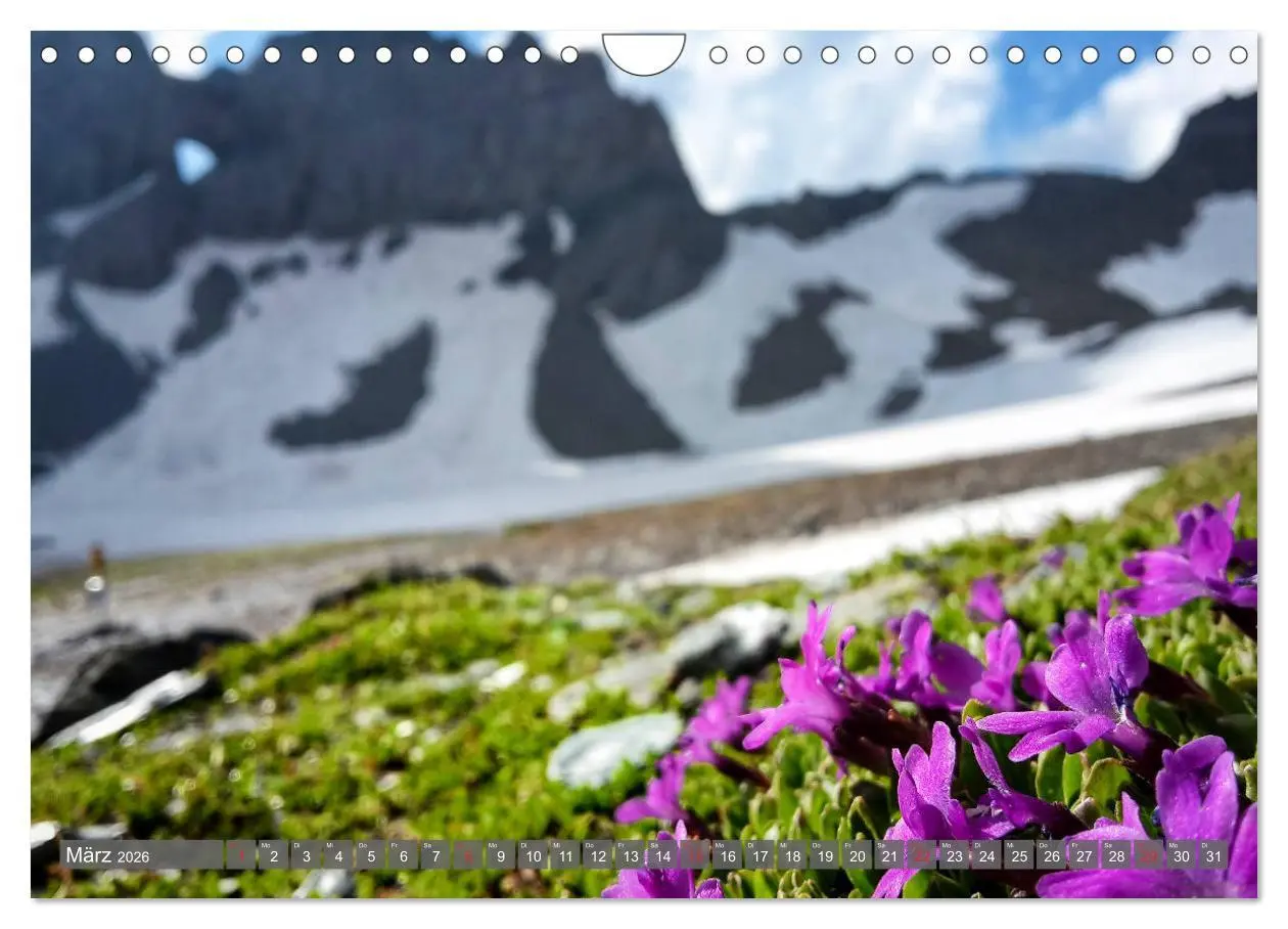 Bild: 9783457932551 | Flora der Alpen (Wandkalender 2026 DIN A4 quer), CALVENDO...