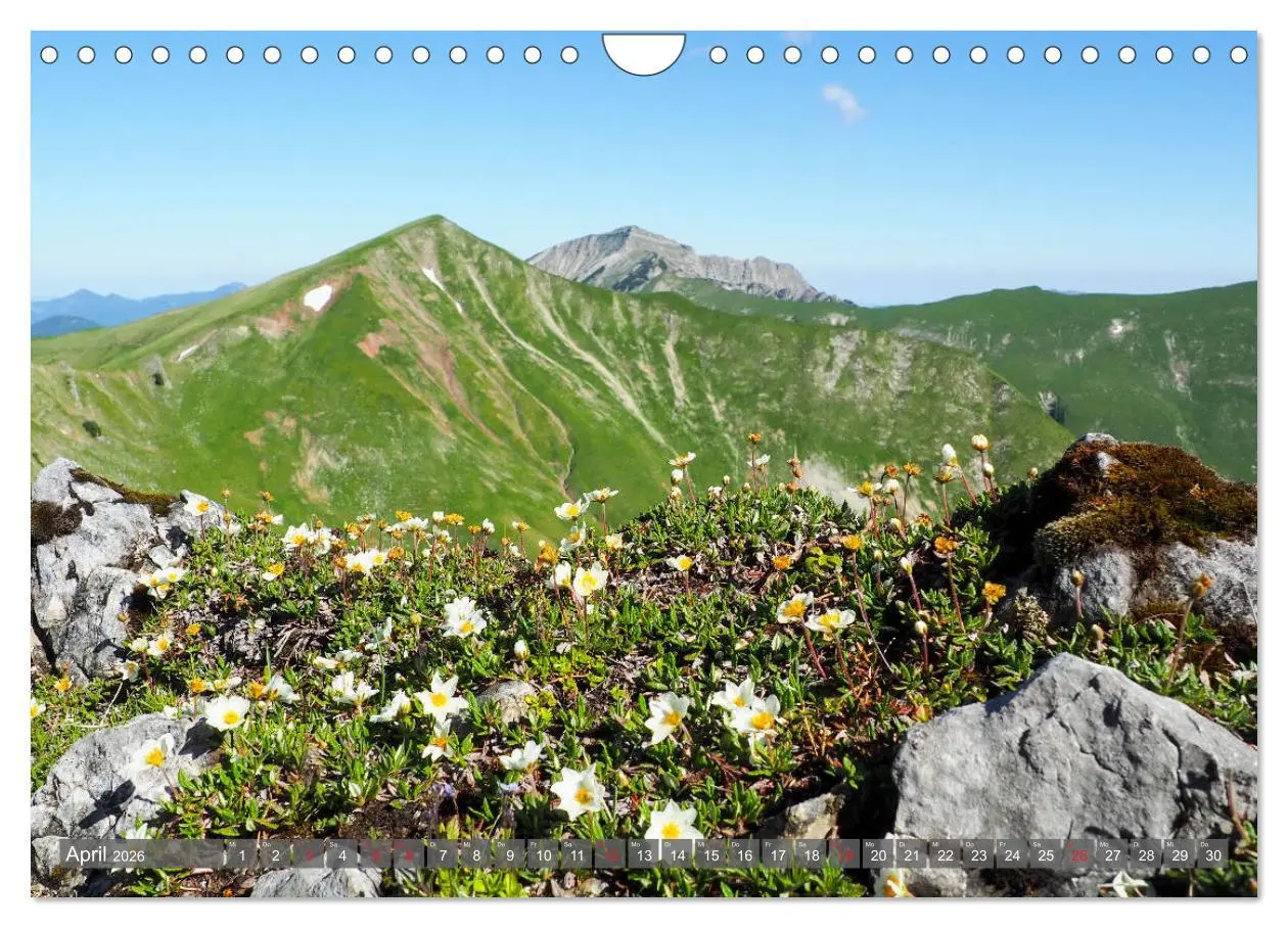 Bild: 9783457932551 | Flora der Alpen (Wandkalender 2026 DIN A4 quer), CALVENDO...