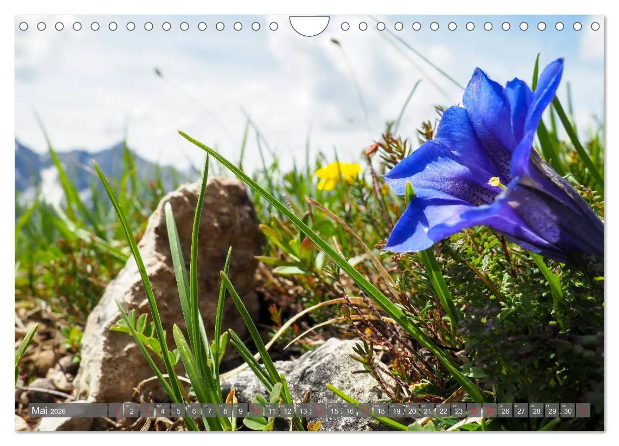 Bild: 9783457932551 | Flora der Alpen (Wandkalender 2026 DIN A4 quer), CALVENDO...