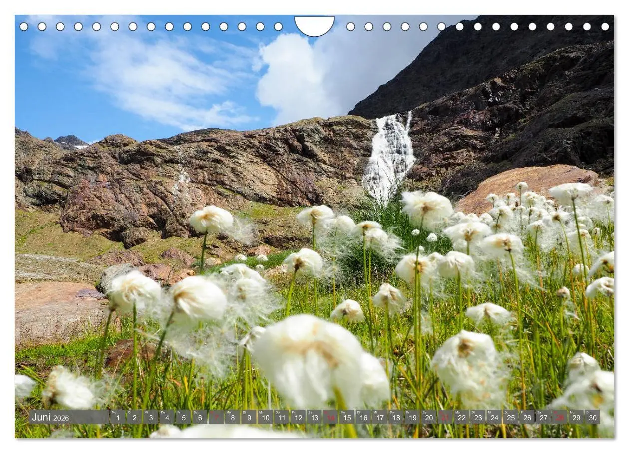 Bild: 9783457932551 | Flora der Alpen (Wandkalender 2026 DIN A4 quer), CALVENDO...