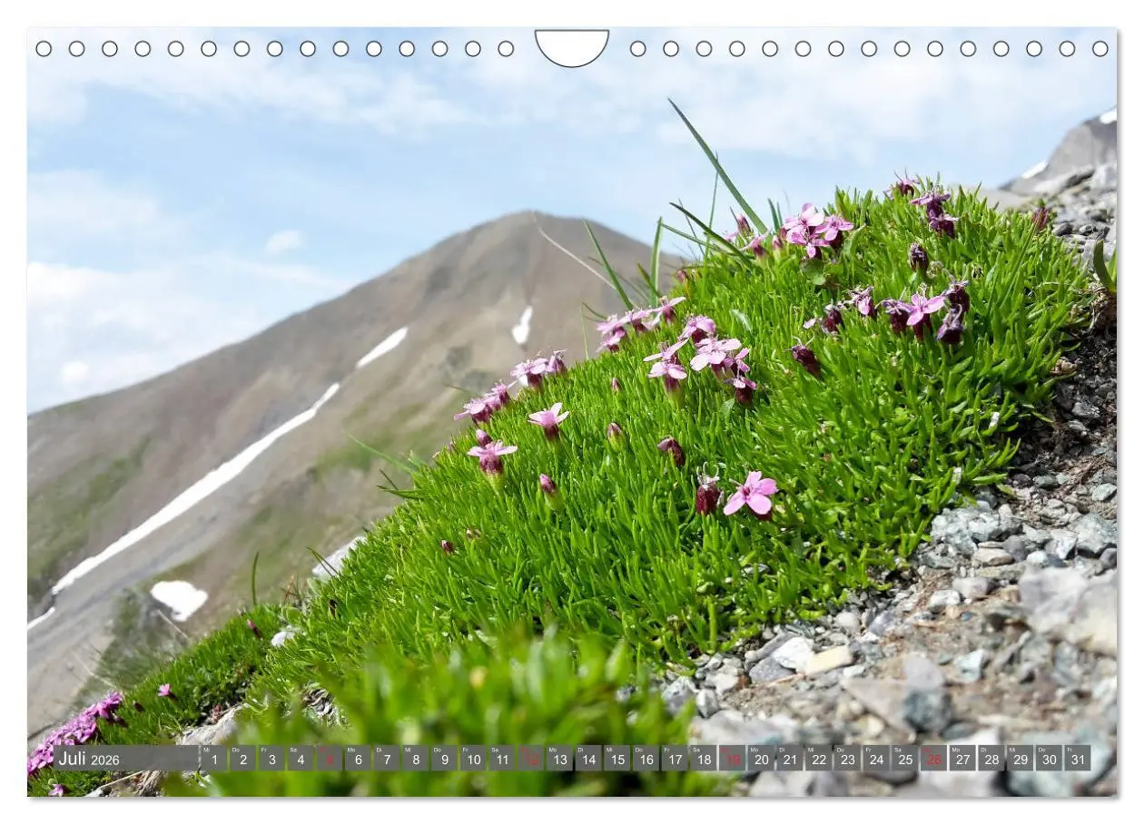 Bild: 9783457932551 | Flora der Alpen (Wandkalender 2026 DIN A4 quer), CALVENDO...