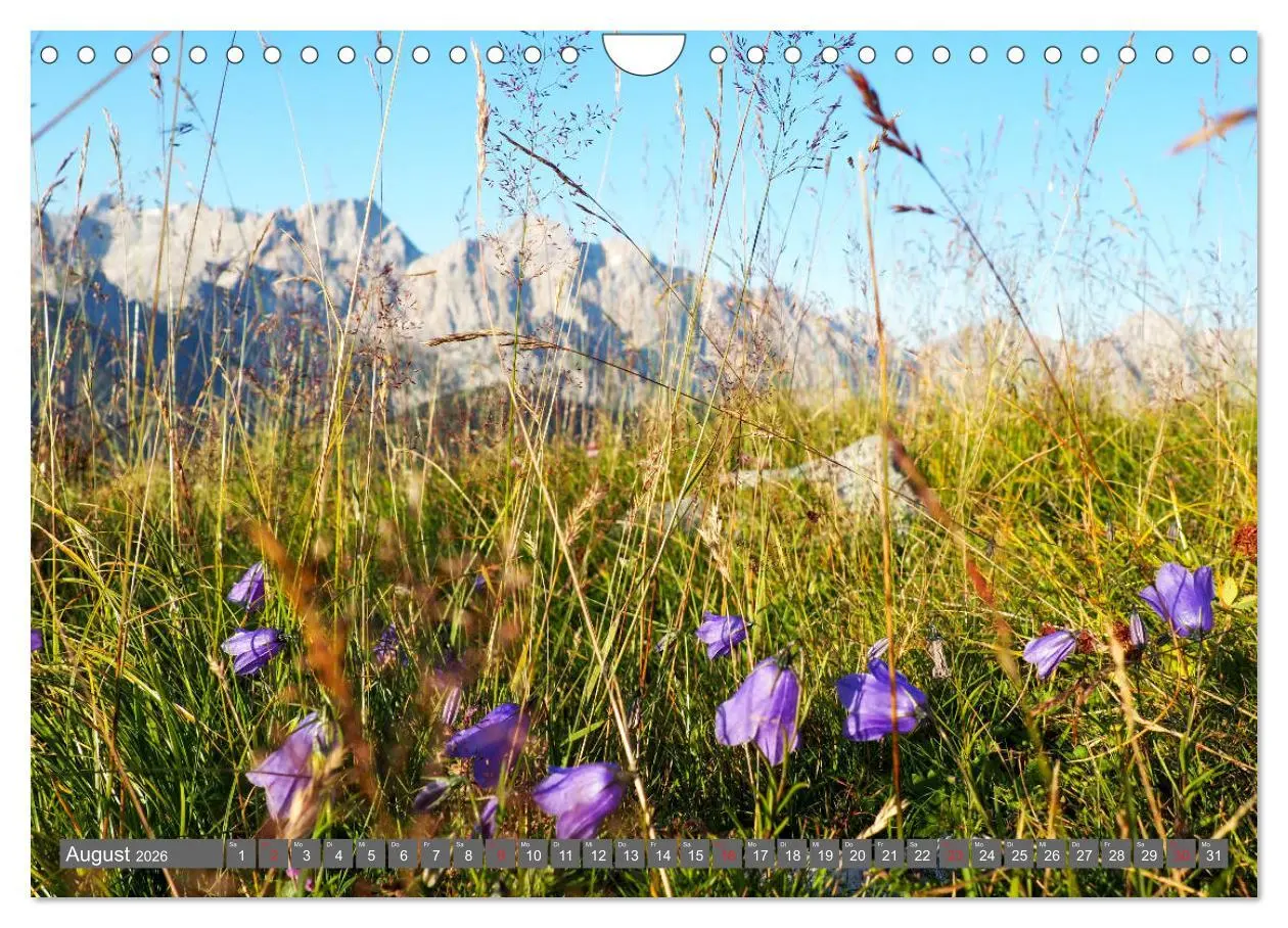 Bild: 9783457932551 | Flora der Alpen (Wandkalender 2026 DIN A4 quer), CALVENDO...