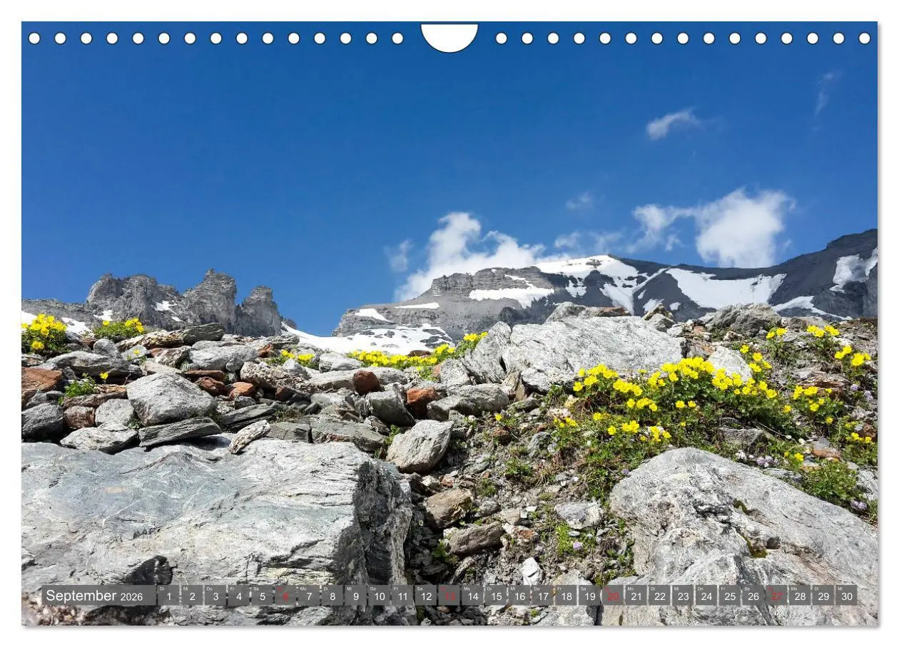 Bild: 9783457932551 | Flora der Alpen (Wandkalender 2026 DIN A4 quer), CALVENDO...