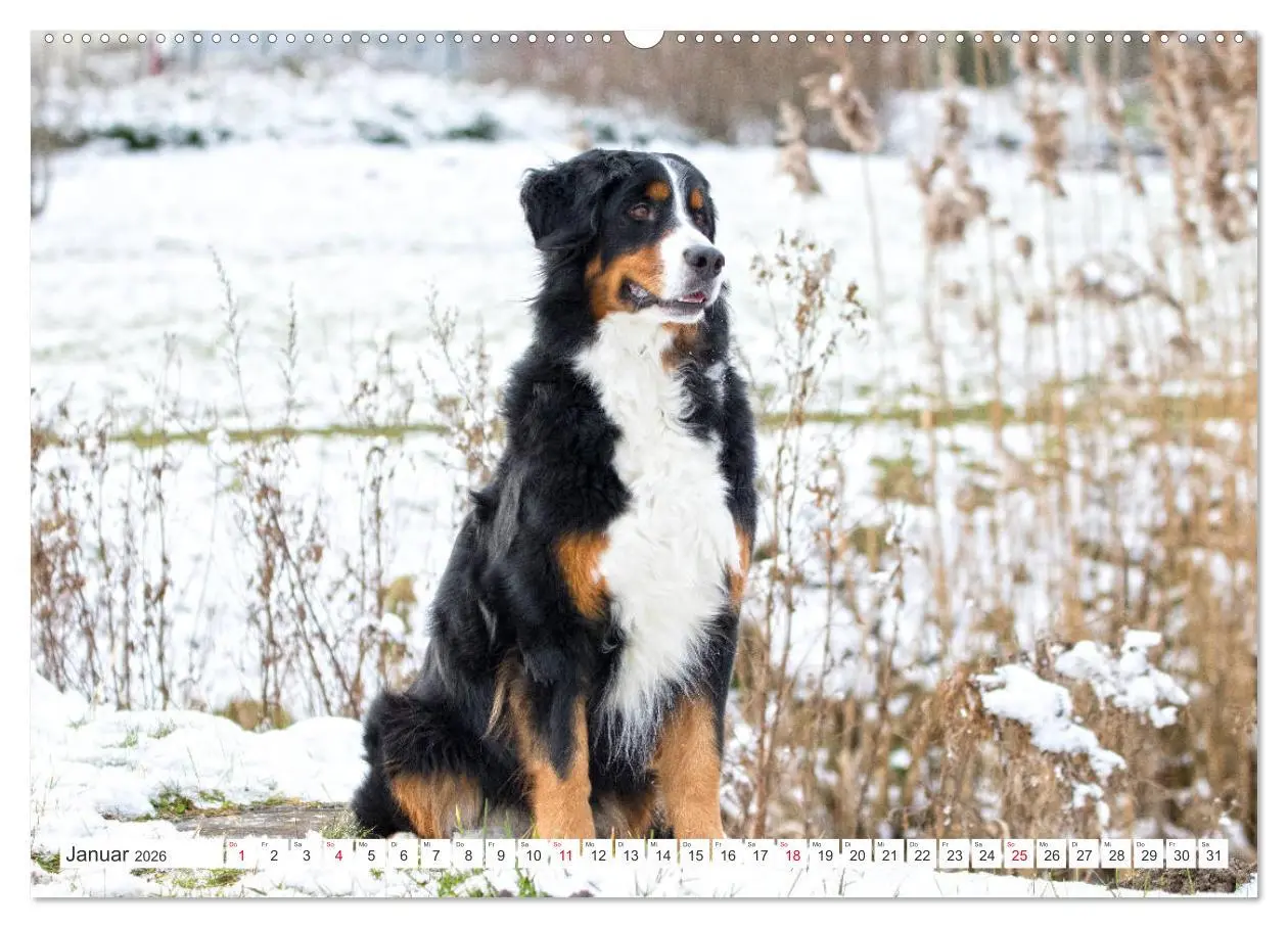 Bild: 9783457832851 | Berner Sennenhunde machen glücklich (Wandkalender 2026 DIN A2...