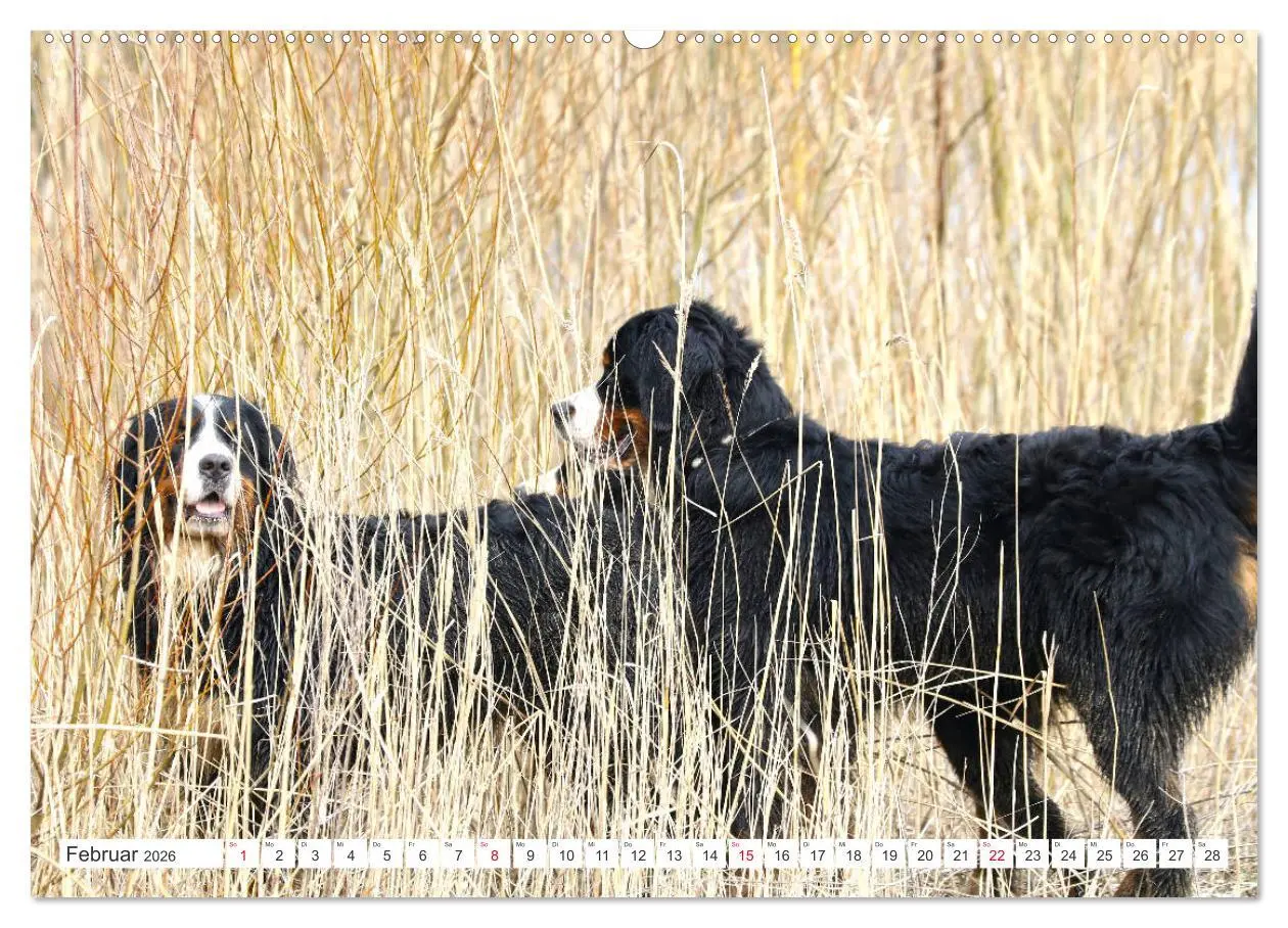 Bild: 9783457832851 | Berner Sennenhunde machen glücklich (Wandkalender 2026 DIN A2...