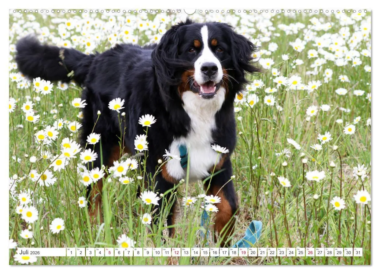 Bild: 9783457832851 | Berner Sennenhunde machen glücklich (Wandkalender 2026 DIN A2...