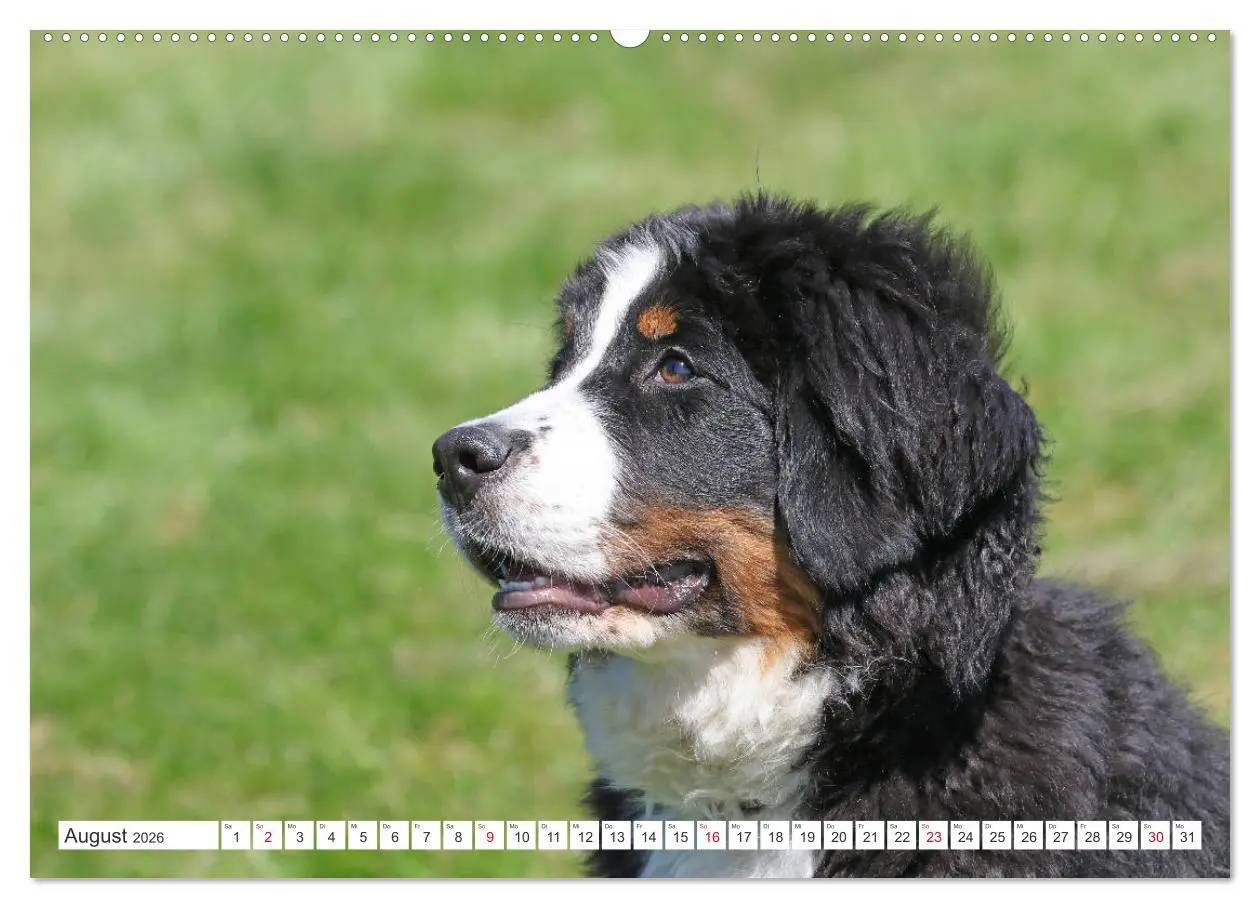 Bild: 9783457832851 | Berner Sennenhunde machen glücklich (Wandkalender 2026 DIN A2...