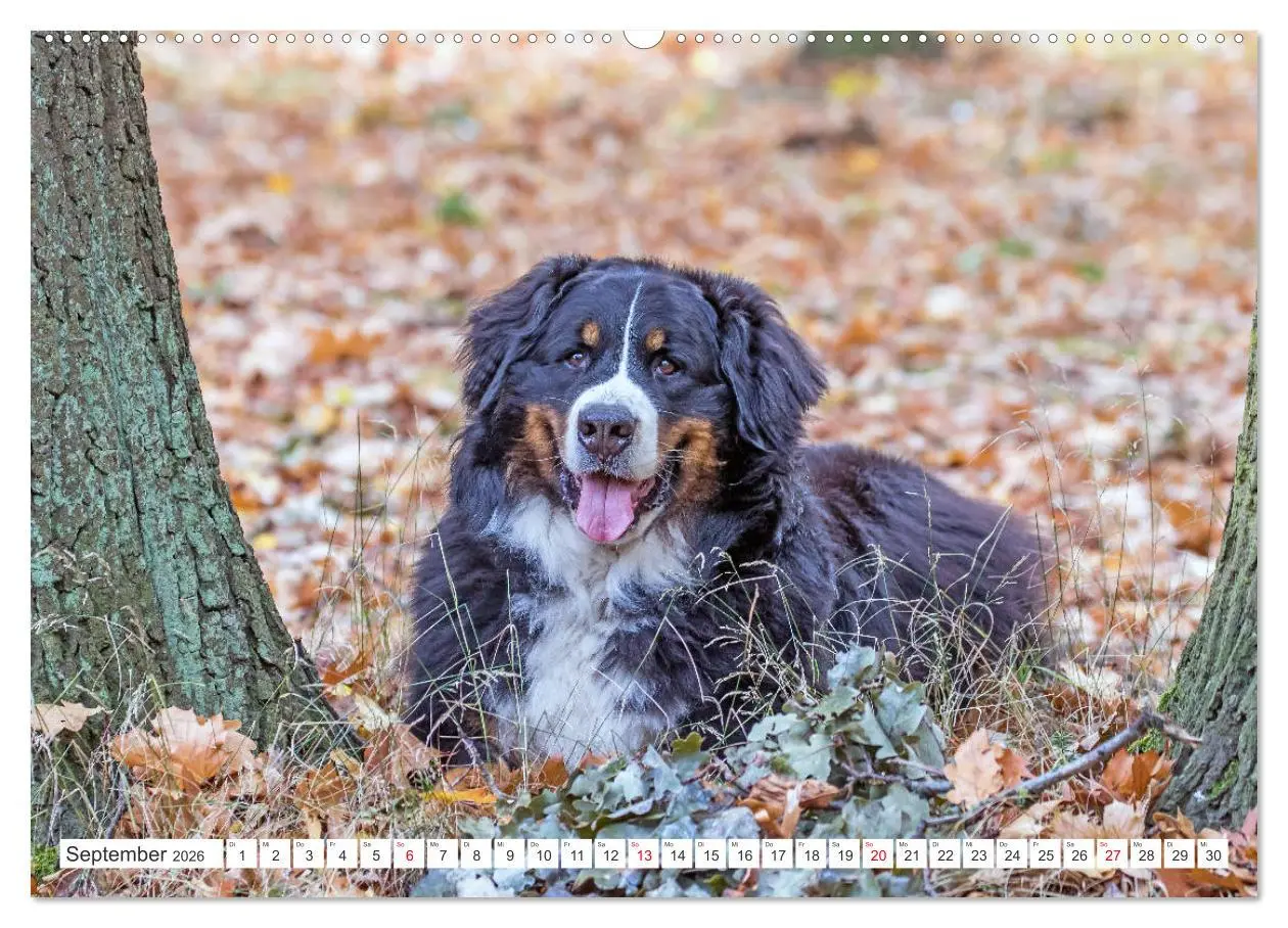 Bild: 9783457832851 | Berner Sennenhunde machen glücklich (Wandkalender 2026 DIN A2...