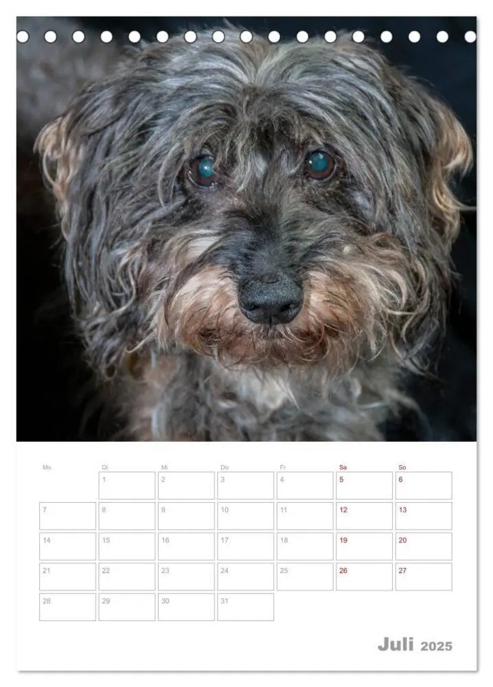 Bild: 9783435972951 | Dackelportraits (Tischkalender 2025 DIN A5 hoch), CALVENDO...