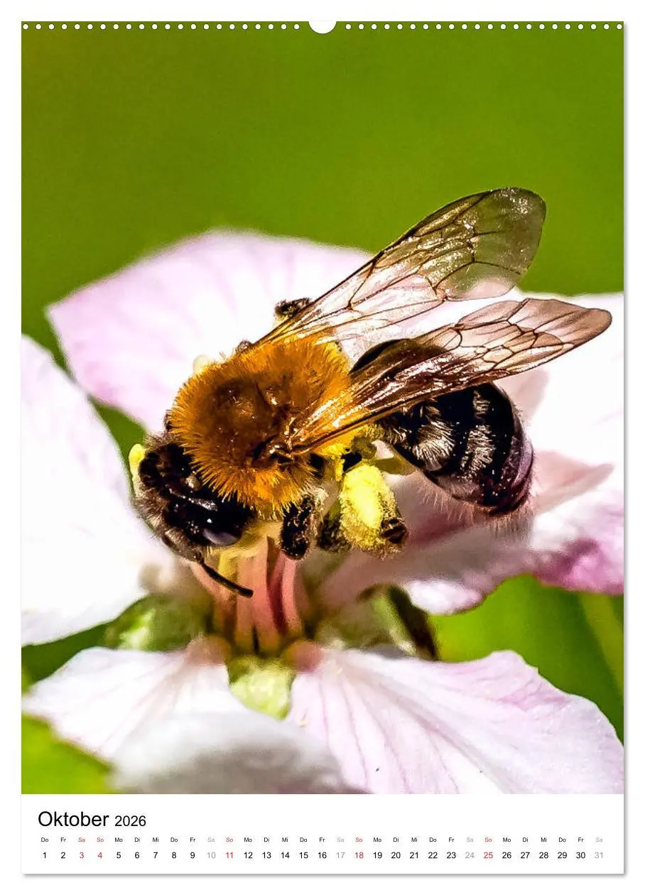 Bild: 9783516392951 | BIENEN - Kleine Nützlinge ganz nah (Wandkalender 2026 DIN A2 hoch),...