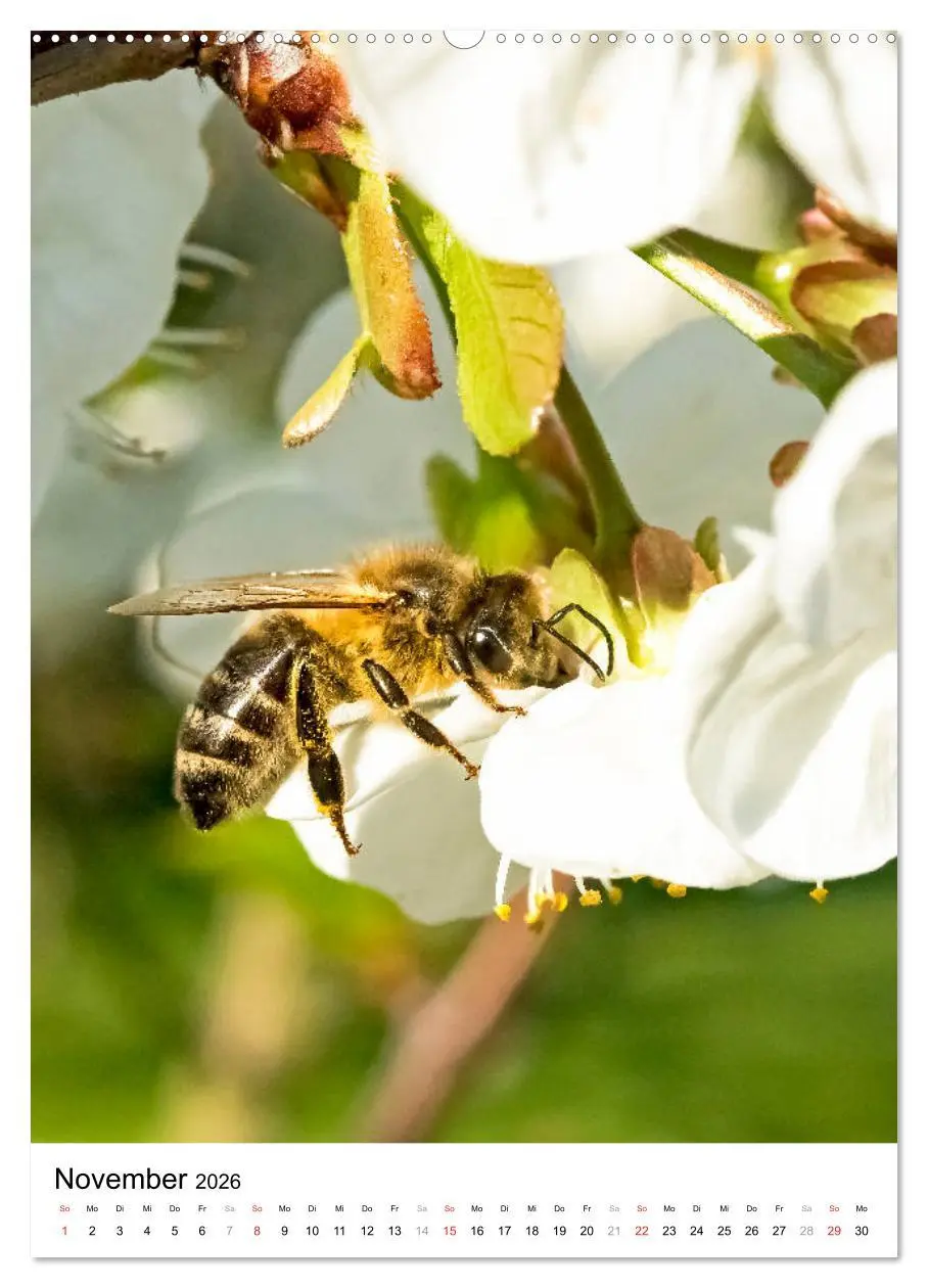 Bild: 9783516392951 | BIENEN - Kleine Nützlinge ganz nah (Wandkalender 2026 DIN A2 hoch),...