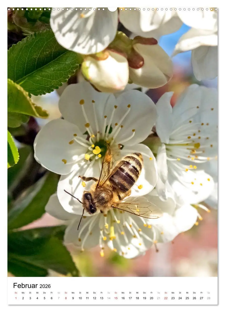 Bild: 9783516392951 | BIENEN - Kleine Nützlinge ganz nah (Wandkalender 2026 DIN A2 hoch),...