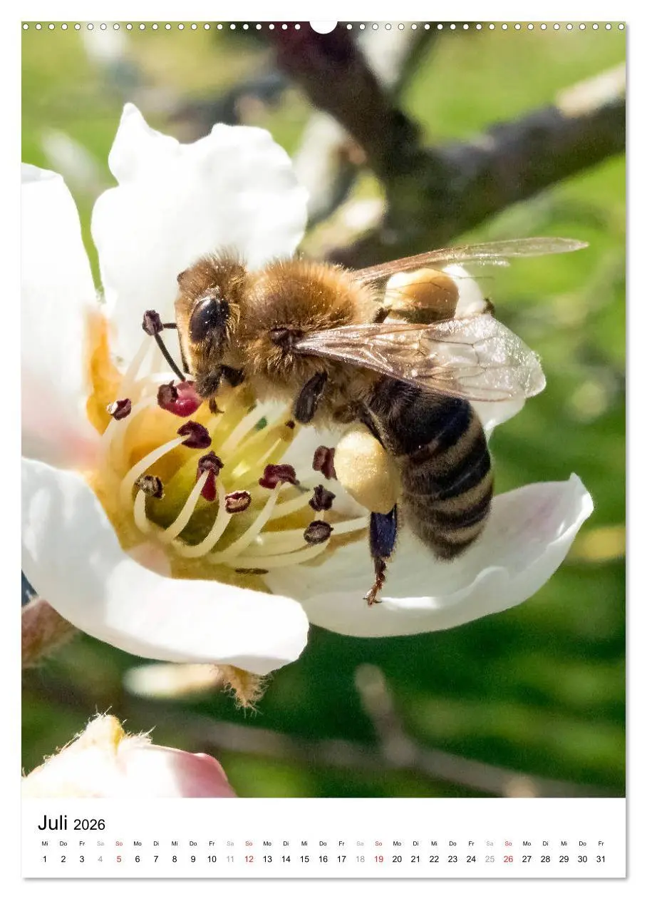 Bild: 9783516392951 | BIENEN - Kleine Nützlinge ganz nah (Wandkalender 2026 DIN A2 hoch),...
