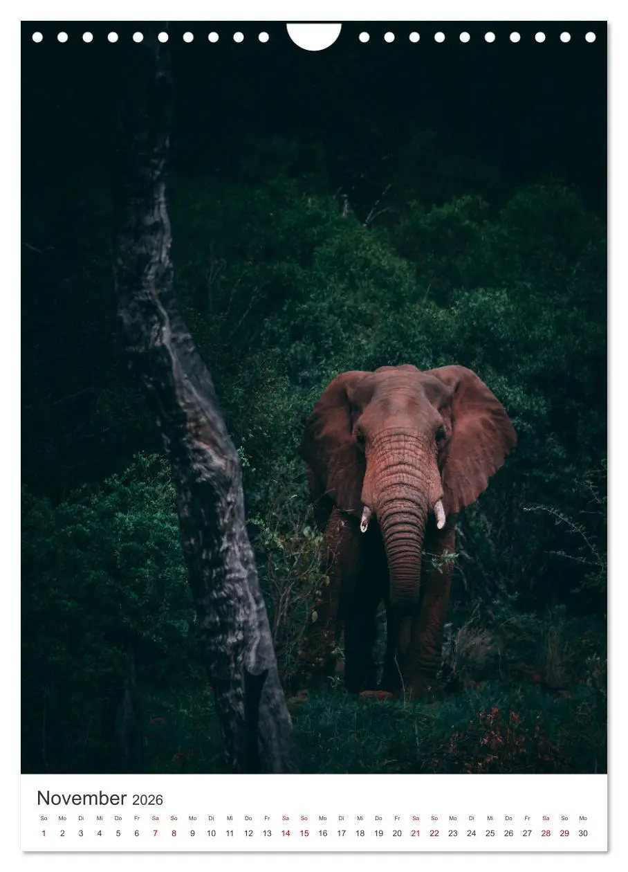 Bild: 9783516353051 | Elefanten - Die Herzeroberer der Tierwelt. (Wandkalender 2026 DIN...