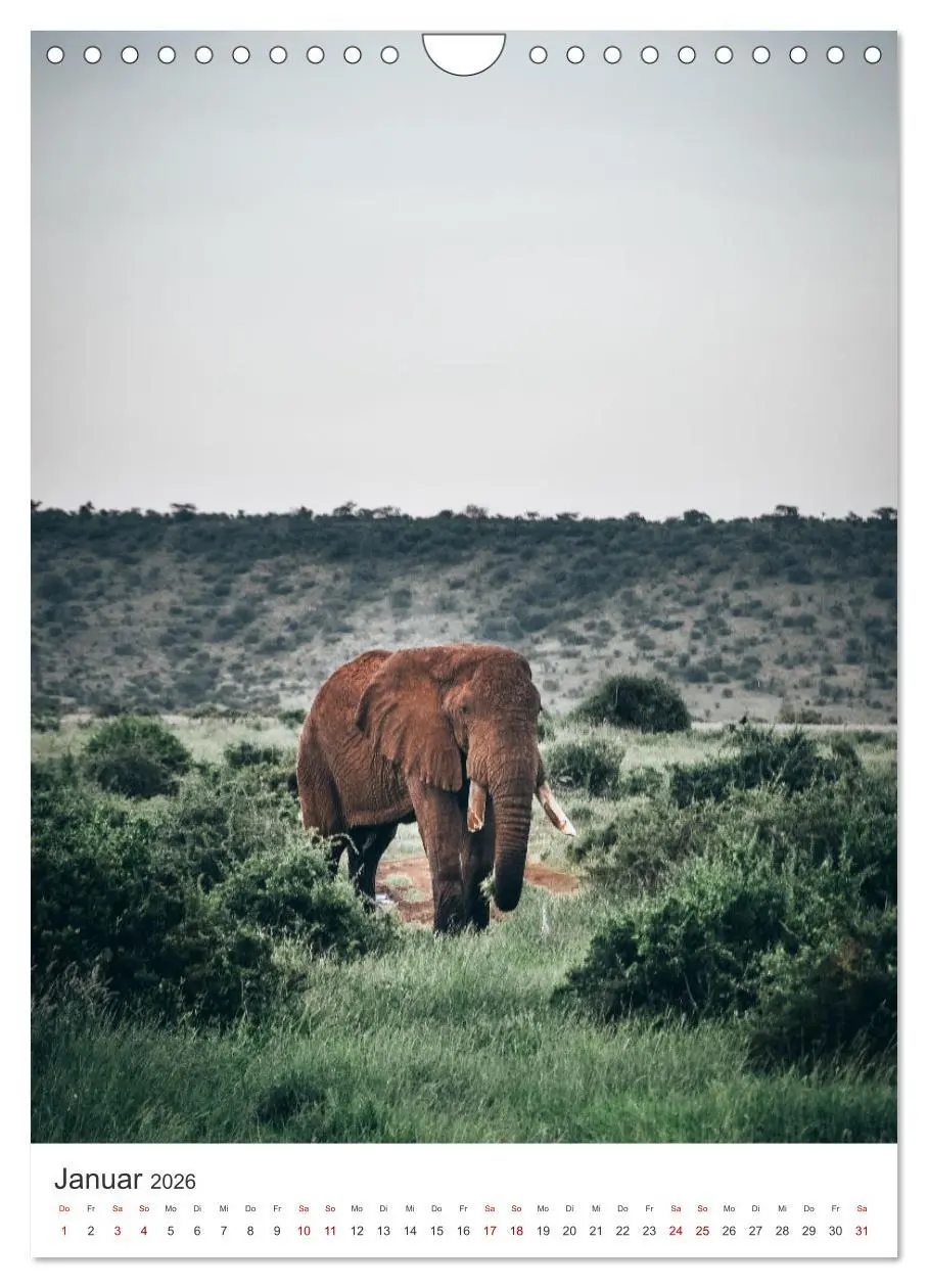 Bild: 9783516353051 | Elefanten - Die Herzeroberer der Tierwelt. (Wandkalender 2026 DIN...