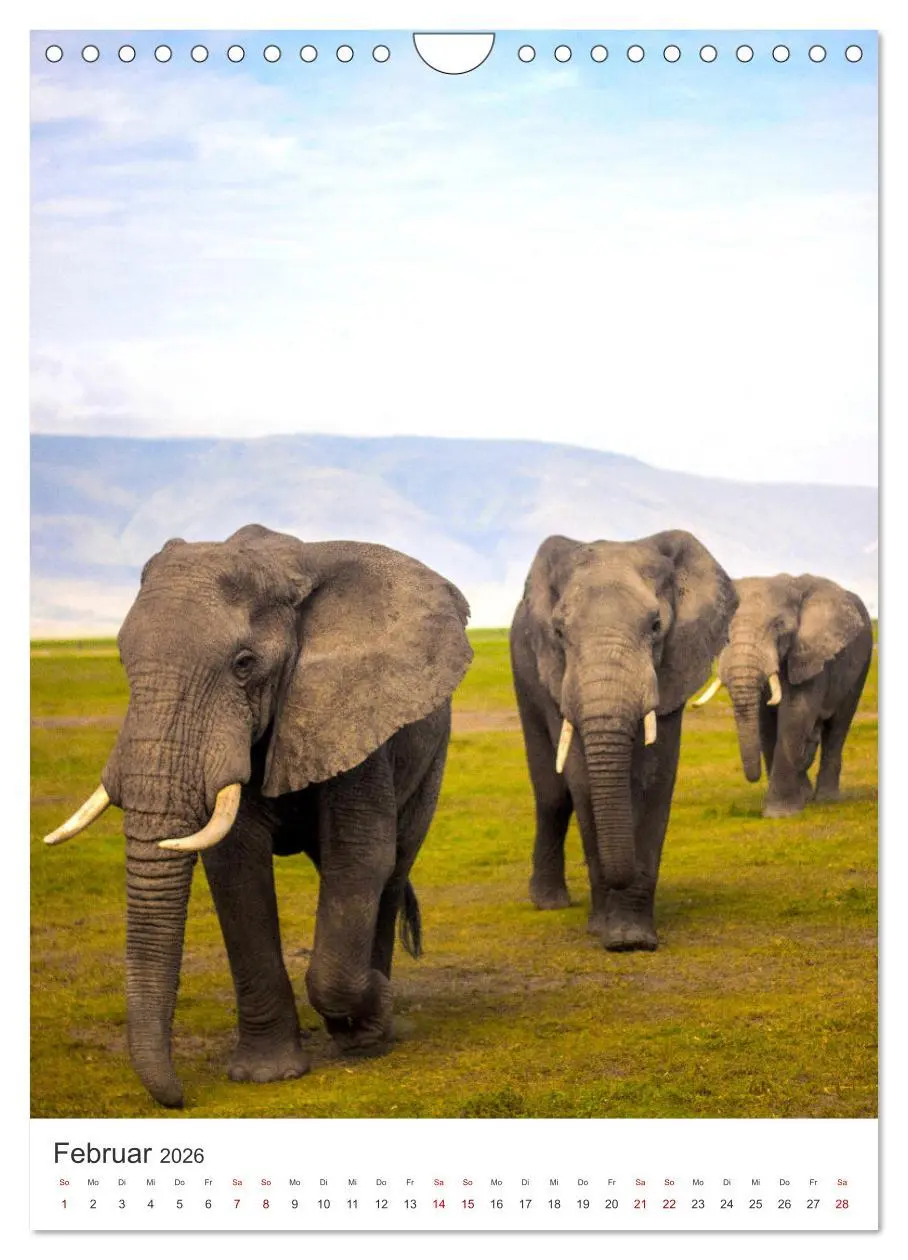 Bild: 9783516353051 | Elefanten - Die Herzeroberer der Tierwelt. (Wandkalender 2026 DIN...