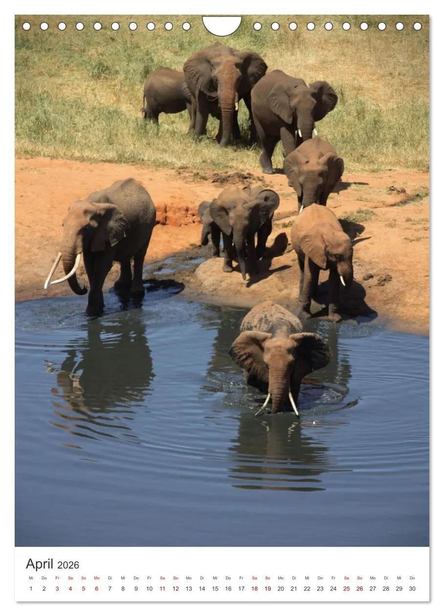 Bild: 9783516353051 | Elefanten - Die Herzeroberer der Tierwelt. (Wandkalender 2026 DIN...