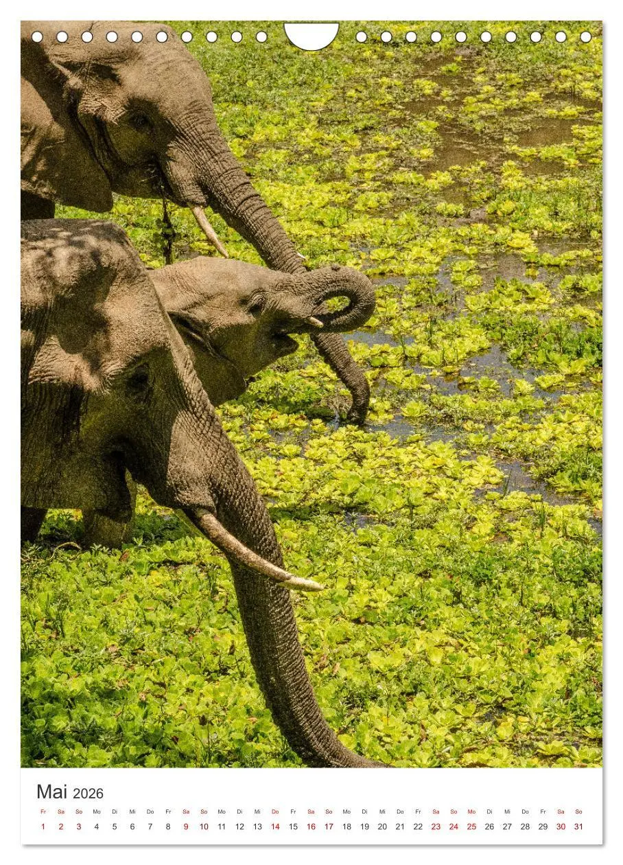 Bild: 9783516353051 | Elefanten - Die Herzeroberer der Tierwelt. (Wandkalender 2026 DIN...
