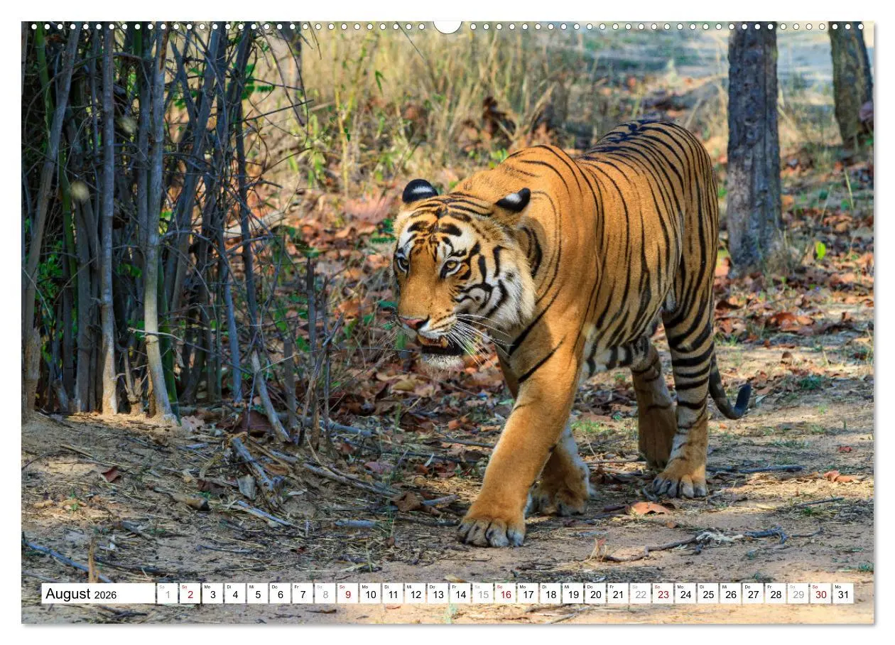 Bild: 9783457633151 | Faszination Indien (Wandkalender 2026 DIN A2 quer), CALVENDO...