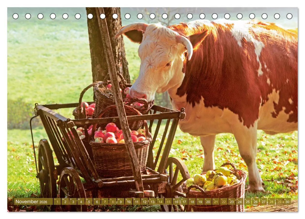 Bild: 9783457943151 | Kuh-Idylle: Suchen Sie die Ruhe in der Natur? (Tischkalender 2026...