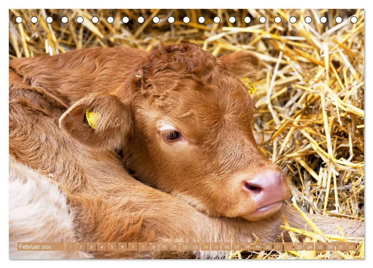 Bild: 9783457943151 | Kuh-Idylle: Suchen Sie die Ruhe in der Natur? (Tischkalender 2026...