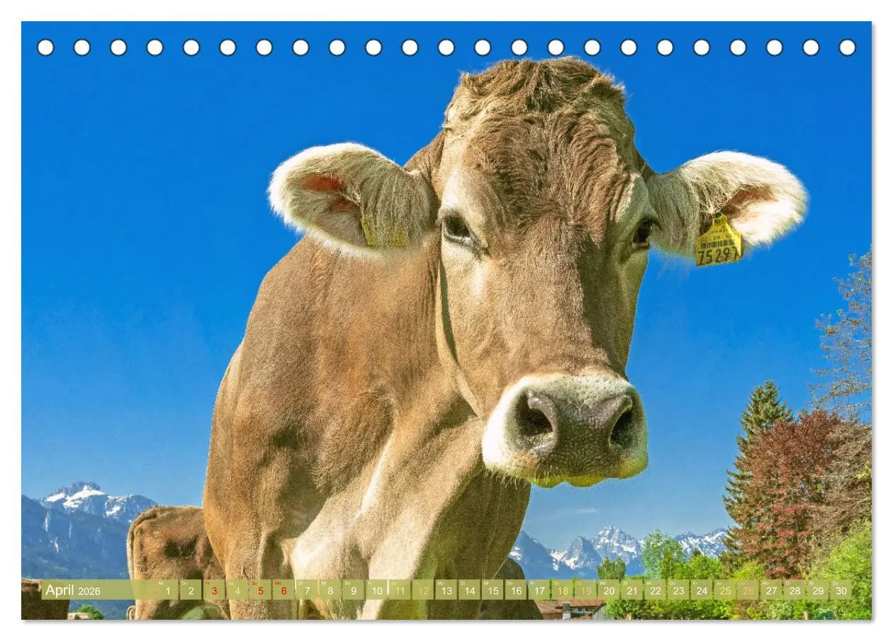 Bild: 9783457943151 | Kuh-Idylle: Suchen Sie die Ruhe in der Natur? (Tischkalender 2026...