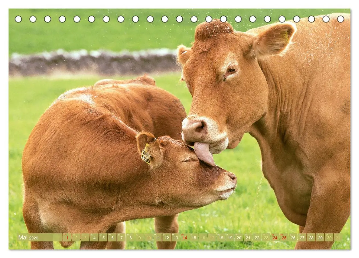 Bild: 9783457943151 | Kuh-Idylle: Suchen Sie die Ruhe in der Natur? (Tischkalender 2026...