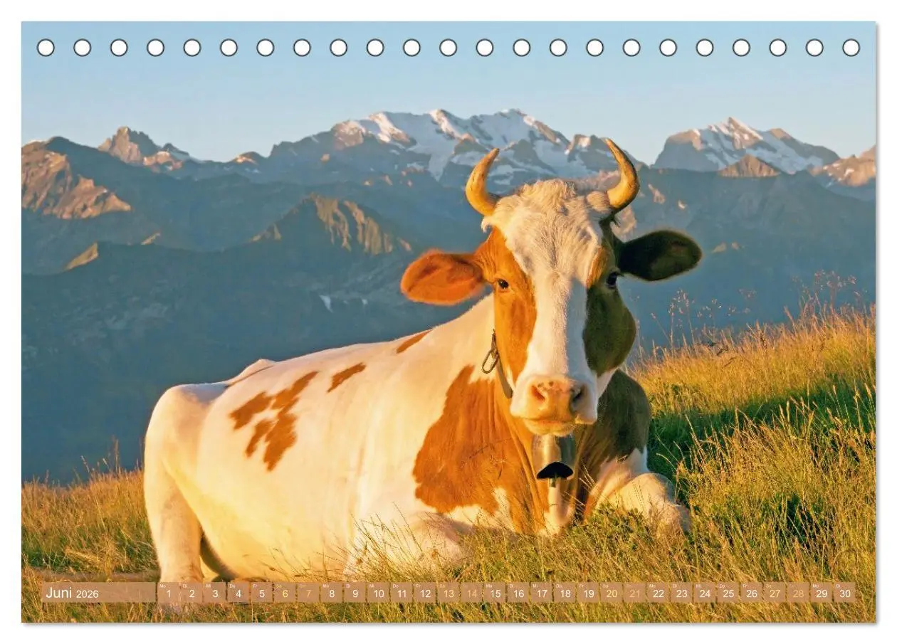 Bild: 9783457943151 | Kuh-Idylle: Suchen Sie die Ruhe in der Natur? (Tischkalender 2026...