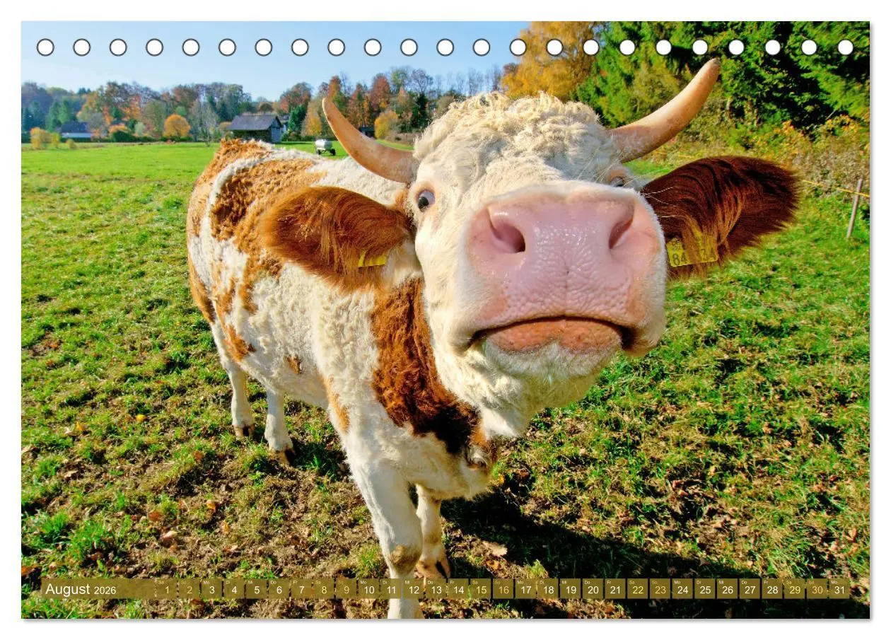 Bild: 9783457943151 | Kuh-Idylle: Suchen Sie die Ruhe in der Natur? (Tischkalender 2026...
