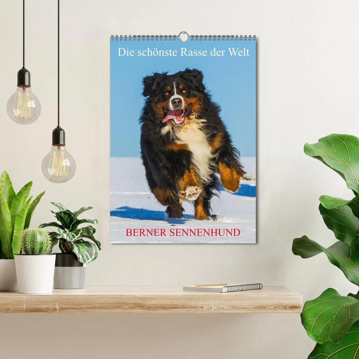 Bild: 9783516413151 | Die schönste Rasse der Welt - Berner Sennenhund (Wandkalender 2026...