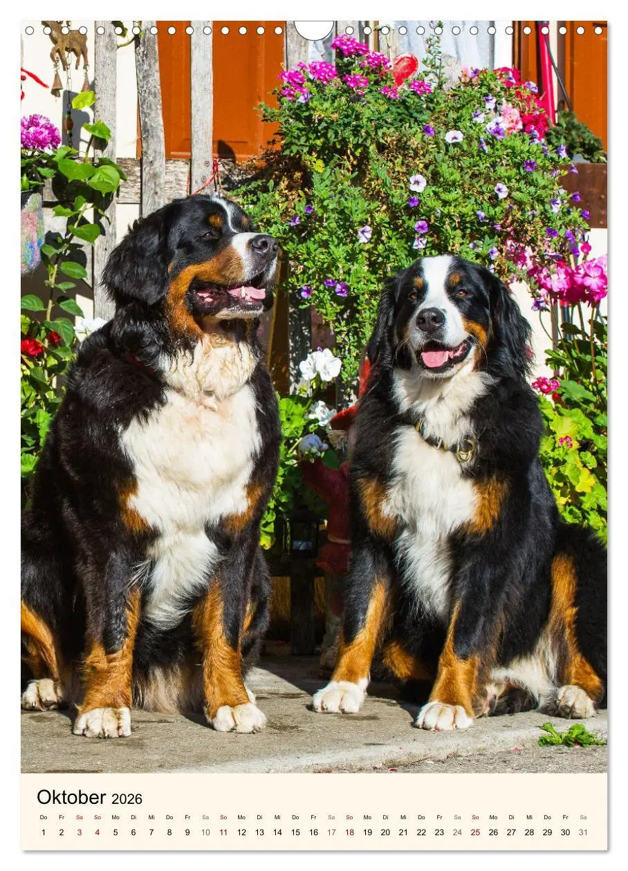 Bild: 9783516413151 | Die schönste Rasse der Welt - Berner Sennenhund (Wandkalender 2026...