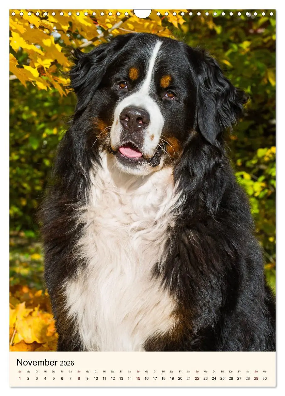 Bild: 9783516413151 | Die schönste Rasse der Welt - Berner Sennenhund (Wandkalender 2026...