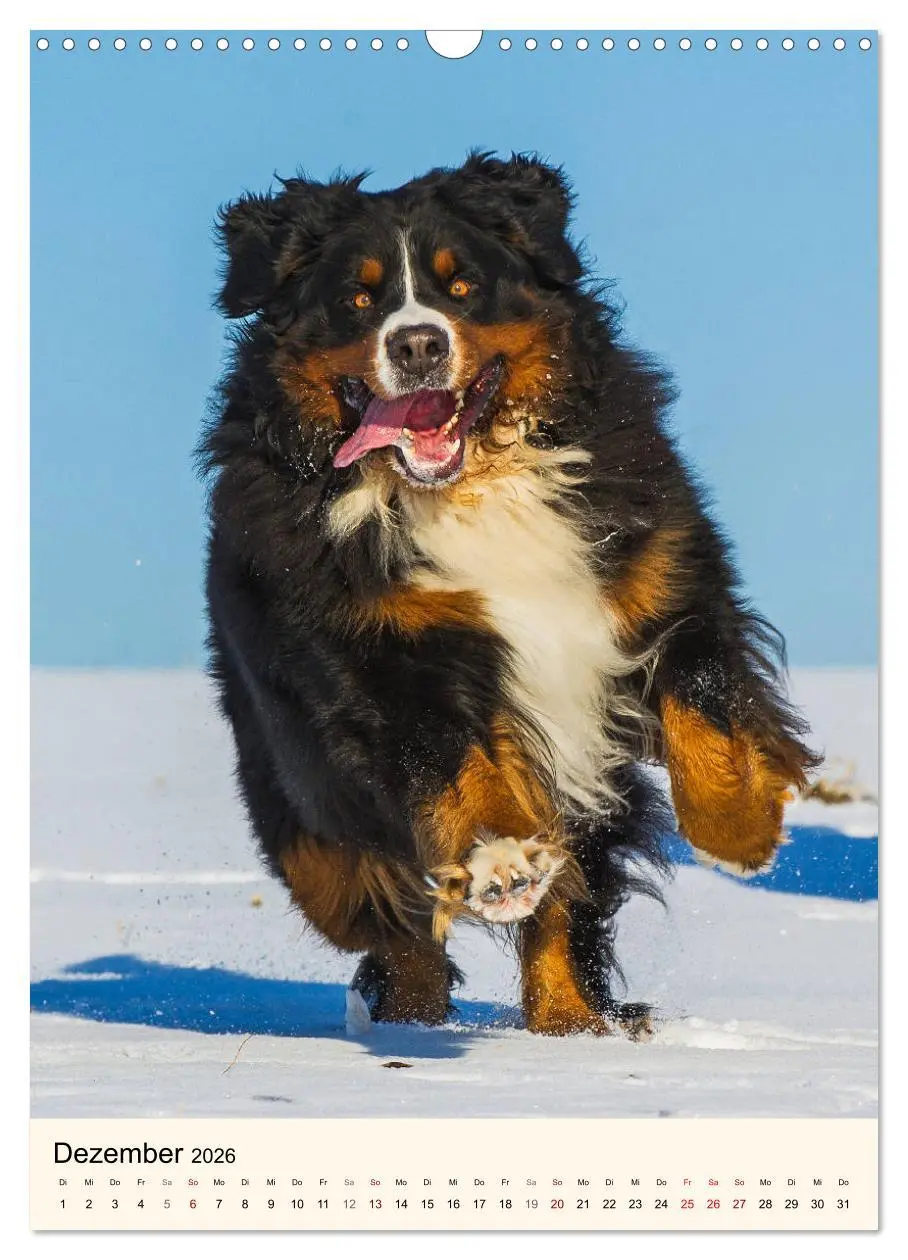 Bild: 9783516413151 | Die schönste Rasse der Welt - Berner Sennenhund (Wandkalender 2026...