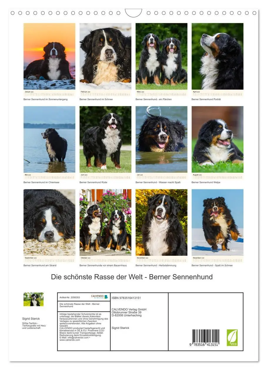 Bild: 9783516413151 | Die schönste Rasse der Welt - Berner Sennenhund (Wandkalender 2026...