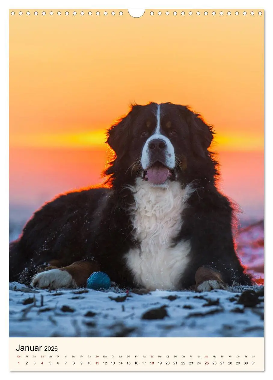 Bild: 9783516413151 | Die schönste Rasse der Welt - Berner Sennenhund (Wandkalender 2026...