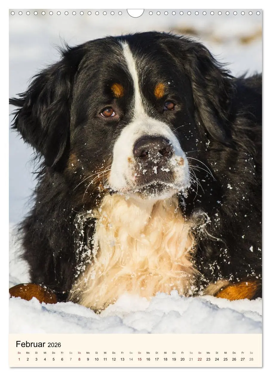 Bild: 9783516413151 | Die schönste Rasse der Welt - Berner Sennenhund (Wandkalender 2026...