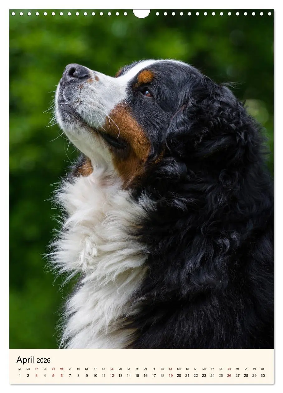 Bild: 9783516413151 | Die schönste Rasse der Welt - Berner Sennenhund (Wandkalender 2026...