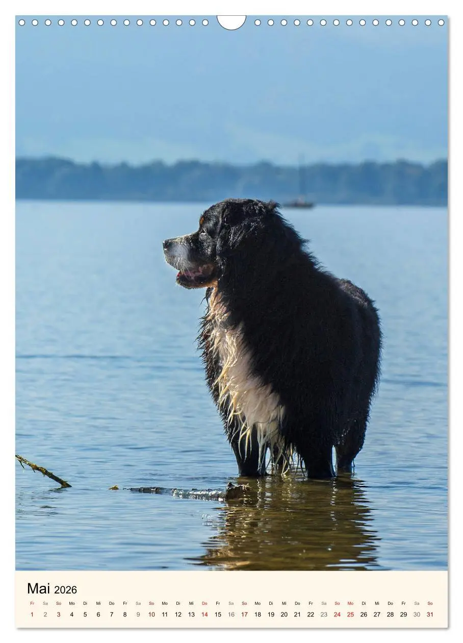 Bild: 9783516413151 | Die schönste Rasse der Welt - Berner Sennenhund (Wandkalender 2026...