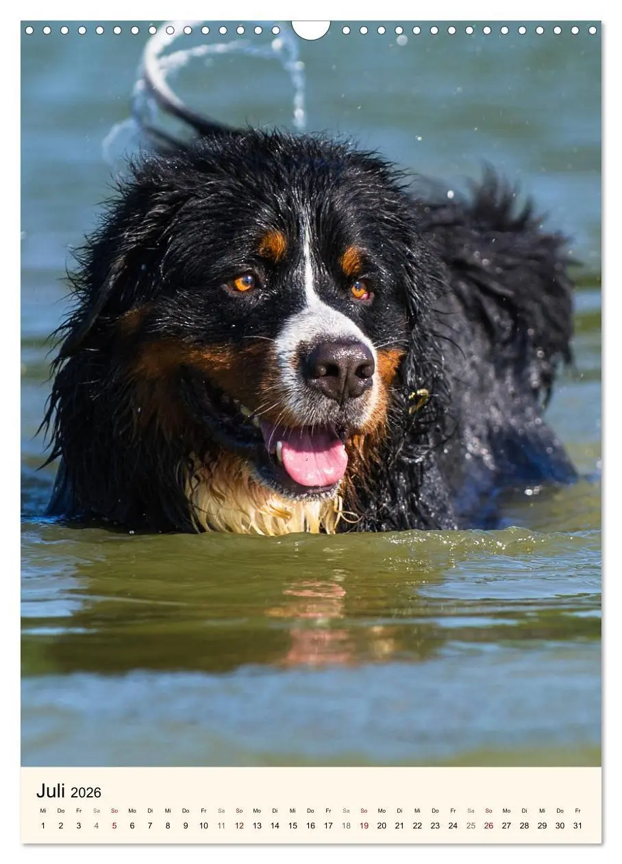 Bild: 9783516413151 | Die schönste Rasse der Welt - Berner Sennenhund (Wandkalender 2026...