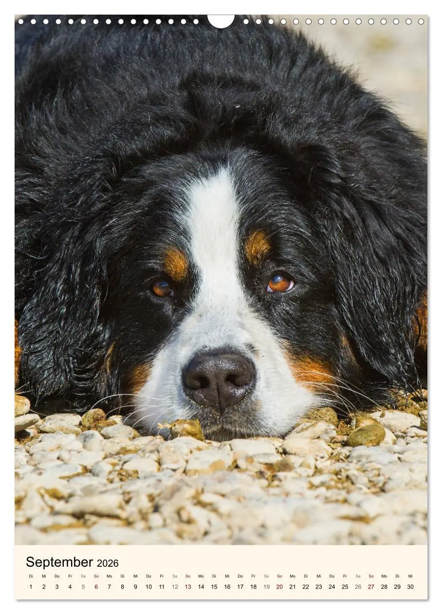 Bild: 9783516413151 | Die schönste Rasse der Welt - Berner Sennenhund (Wandkalender 2026...