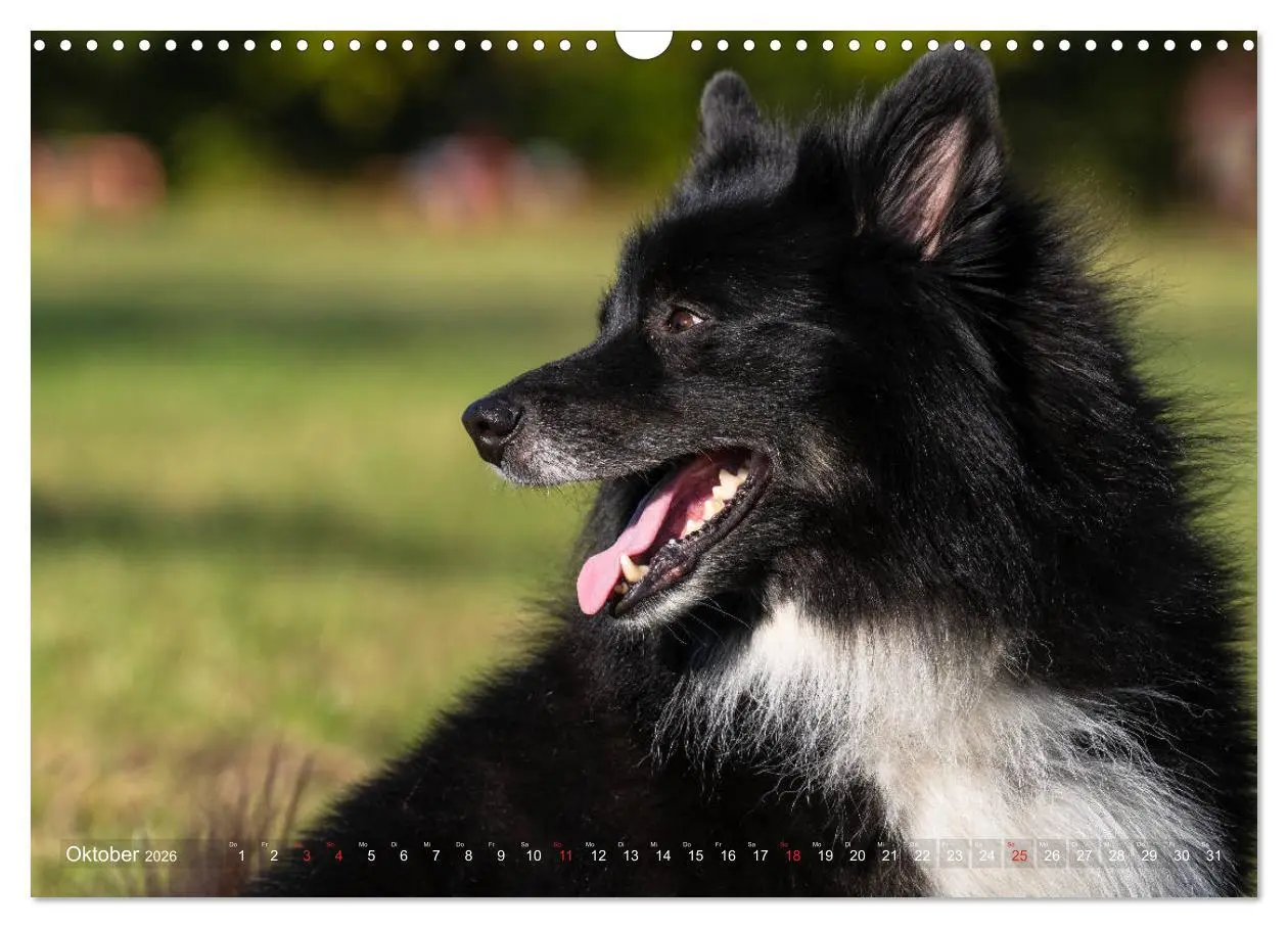 Bild: 9783457933251 | Islandhunde im Portrait (Wandkalender 2026 DIN A3 quer), CALVENDO...